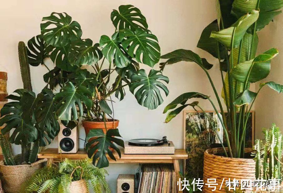 扔掉绿萝发财树吧，这七种植物漂亮显高级，养在客厅，大气有格调