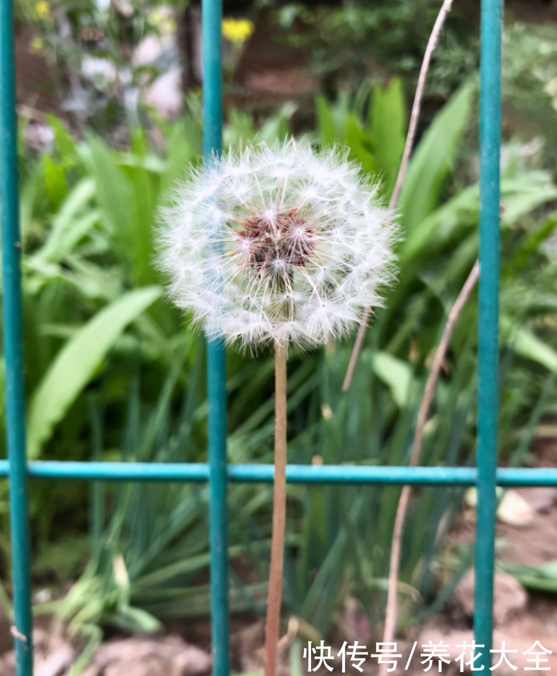 这些小野花春天开得正美，下次见到挖一颗，再也不用买花了