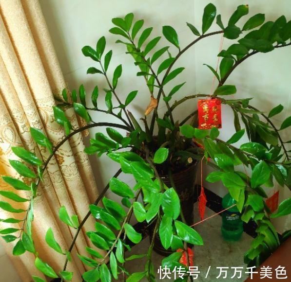 金钱树不会浇水的，赶紧瞧过来哦，分享详细教程