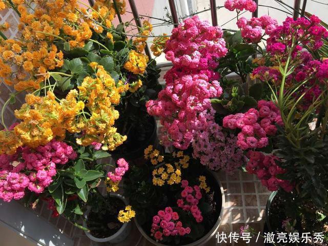 枝条|4种花“趁早”剪,把枝条、叶子全剪了,长得密、开花早