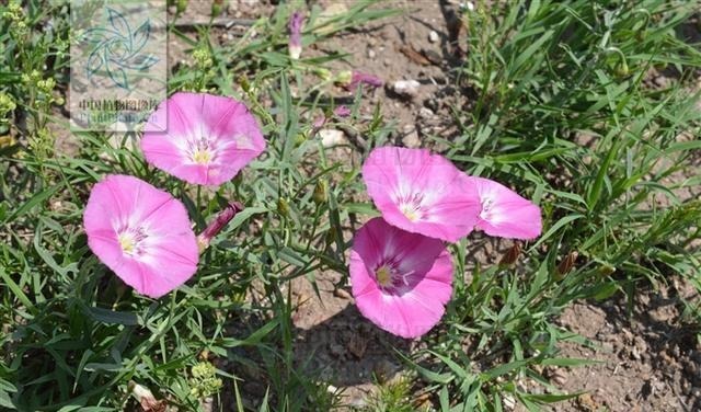 中药大辞典|田旋花,见过吗祛风止痒,止痛治牙痛、神经性皮炎