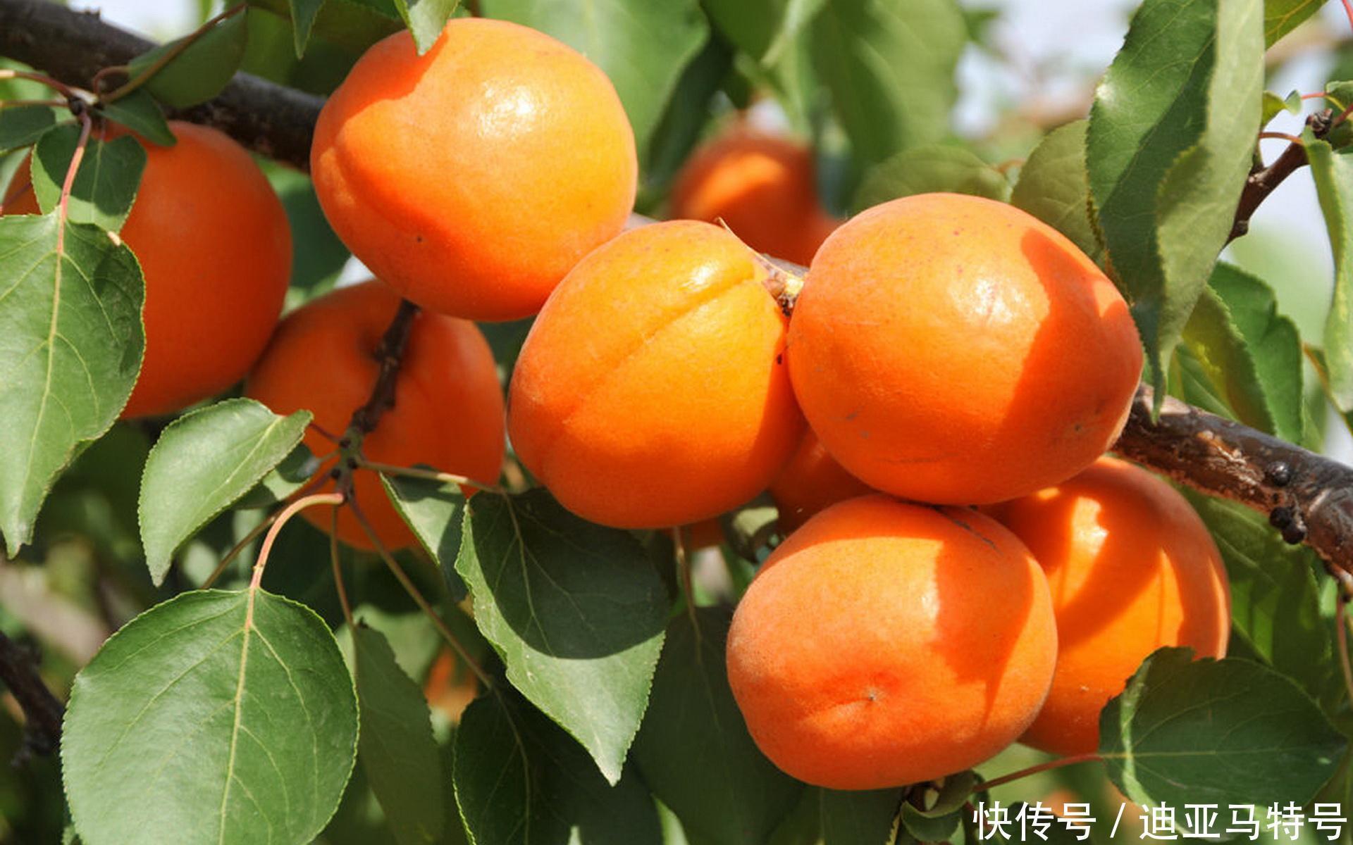 故事|这十个常见的水果，原来背后还有这些有趣的故事