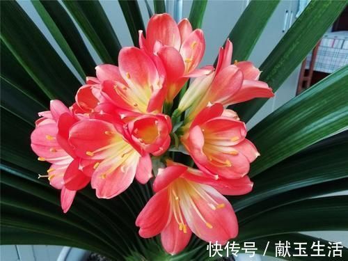 光照|12月养君子兰，就怕做错“5件事”，黄叶、烂根多，而且难开花