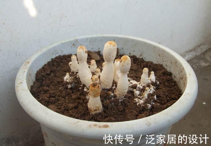 蘑菇|掌握住种植方法,居家盆栽蘑菇,好吃又好玩,观赏也不错