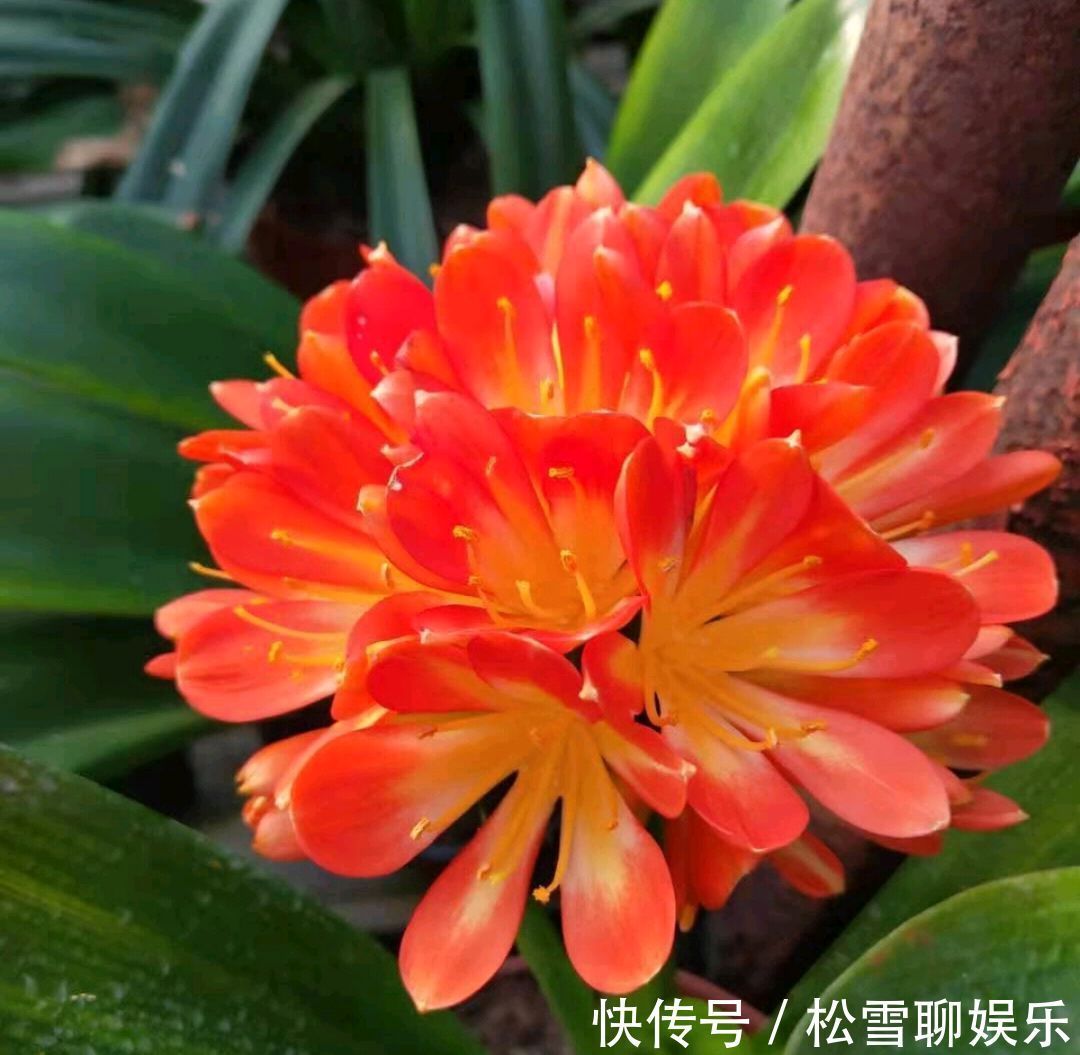 达克宁养花有妙用，防治君子兰炭疽病效果好，只需涂一涂伤口就行