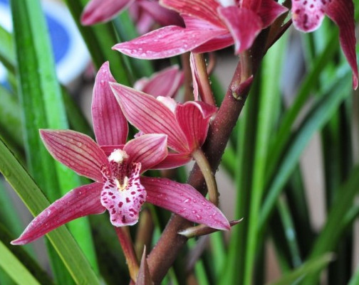 墨兰如何养护教你3个盆栽的小妙招,养出优雅清新的墨兰