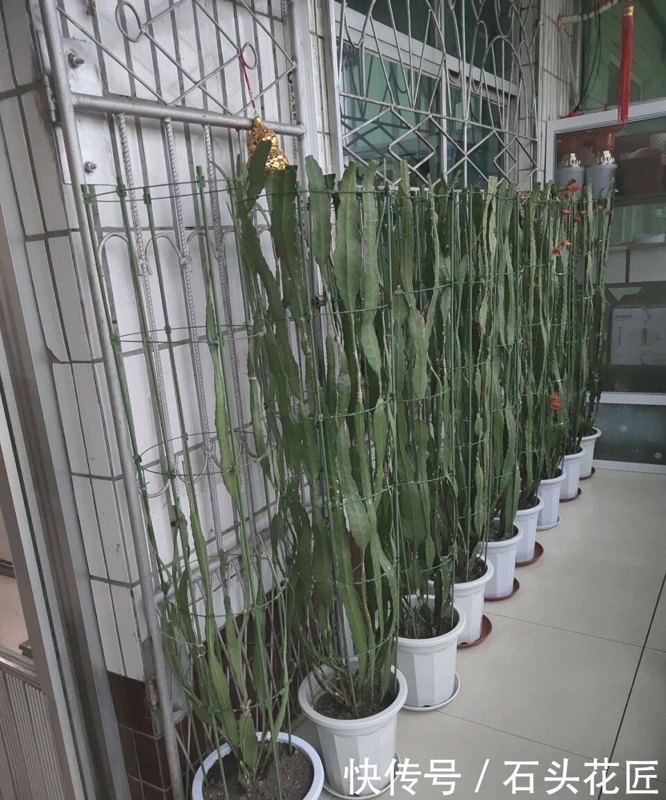 阳台|他家阳台养了“20盆”令箭荷花，长到1米5高，花苞巴掌大