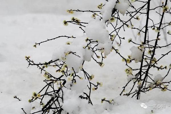 安阳喜降梅花雪