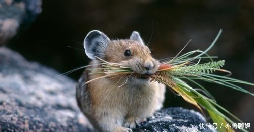 纪晓岚&上联“鼠无大小皆称老”,7个字难倒众人,纪晓岚的下联堪称妙对