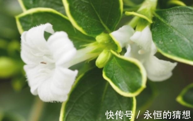 姻缘|9月上旬开始，桃花转运，姻缘上上签，有望喜结良缘的4大星座