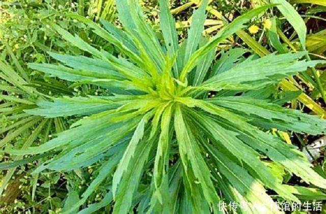 乡下1种蓬松小草,路边随处可见,常人遇到将其当杂草,错过宝贝