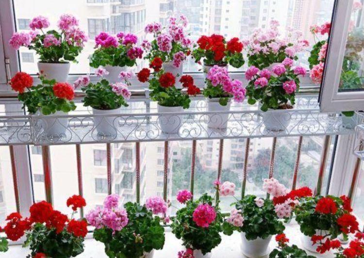 适合冬天养的花卉,不用操啥心,花色繁多易爆盆,娇艳欲滴