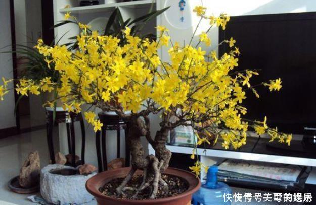 这4种花可以养出“富贵命”，寓意平平安安，聪明的家长都在养