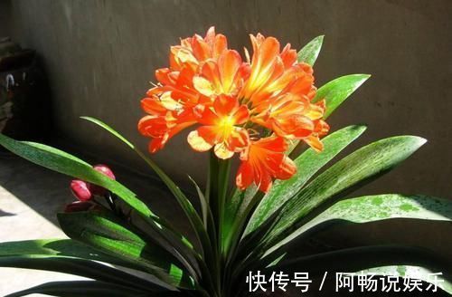 绳子|君子兰养不好，关键是不知道几个技巧，不然分分钟开到爆！