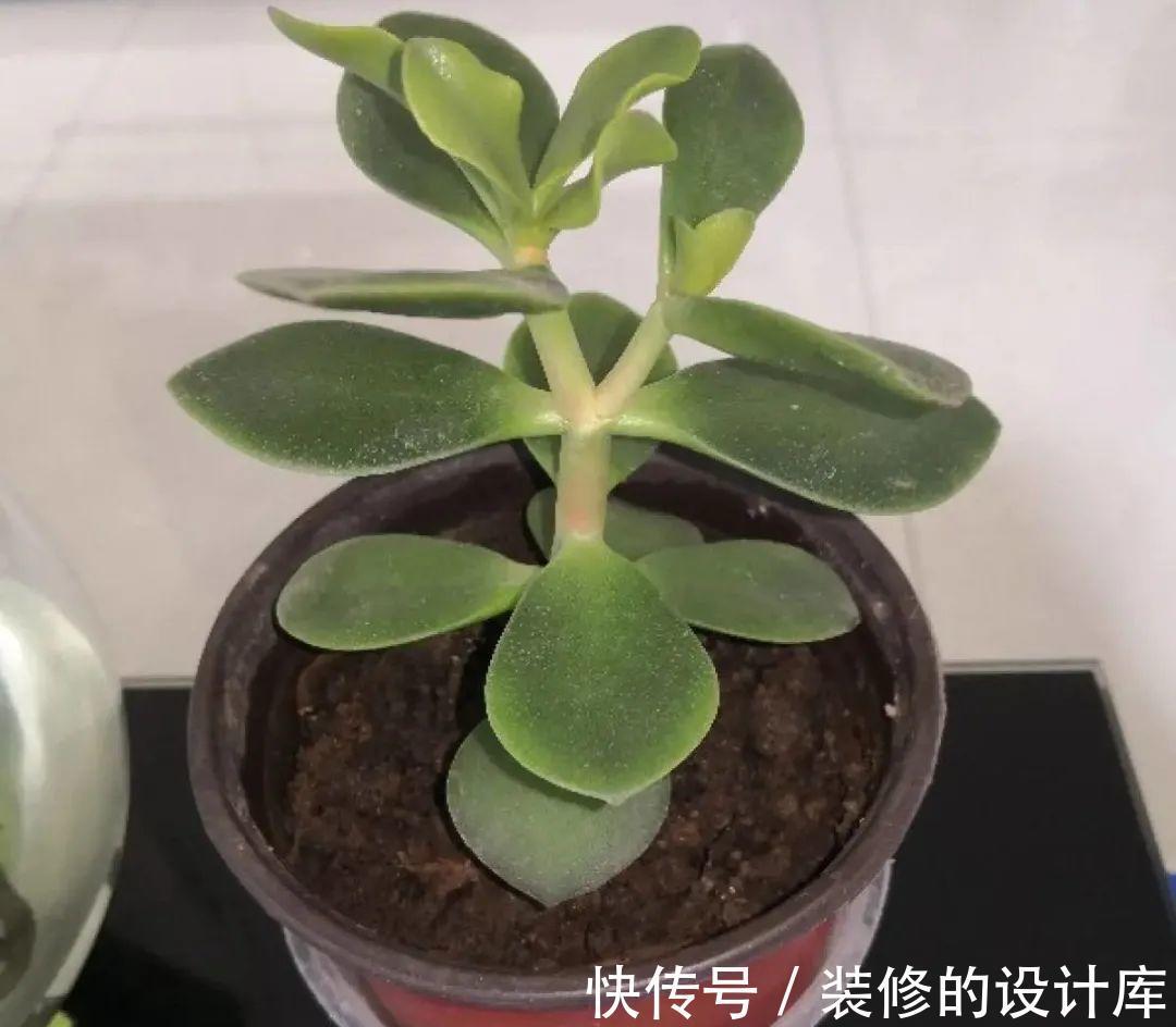 芦荟|8种花像“老母猪”,种一棵,生一窝,多得没地方养