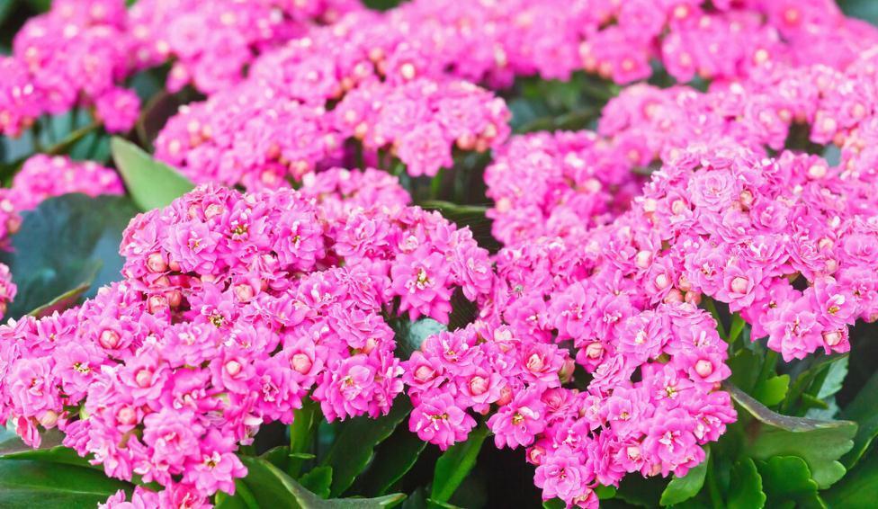 长寿花好看却养不好,对照这“7点”,来看看问题出在哪