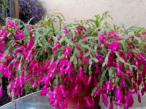  浇水|刚移植的蟹爪兰怎样浇水？