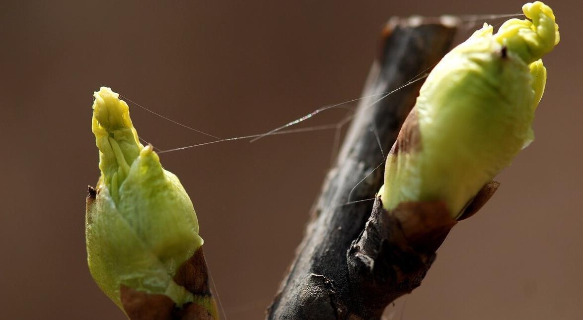 现在养3种花,千万别乱剪,越剪越糟糕