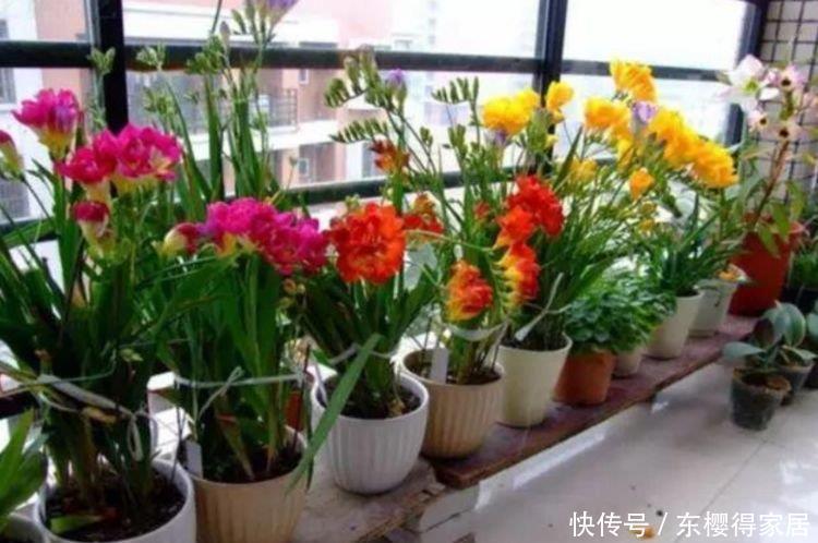 阳台|邻居阳台只养3种花,开花后,惊艳了全小区,纷纷来参加!