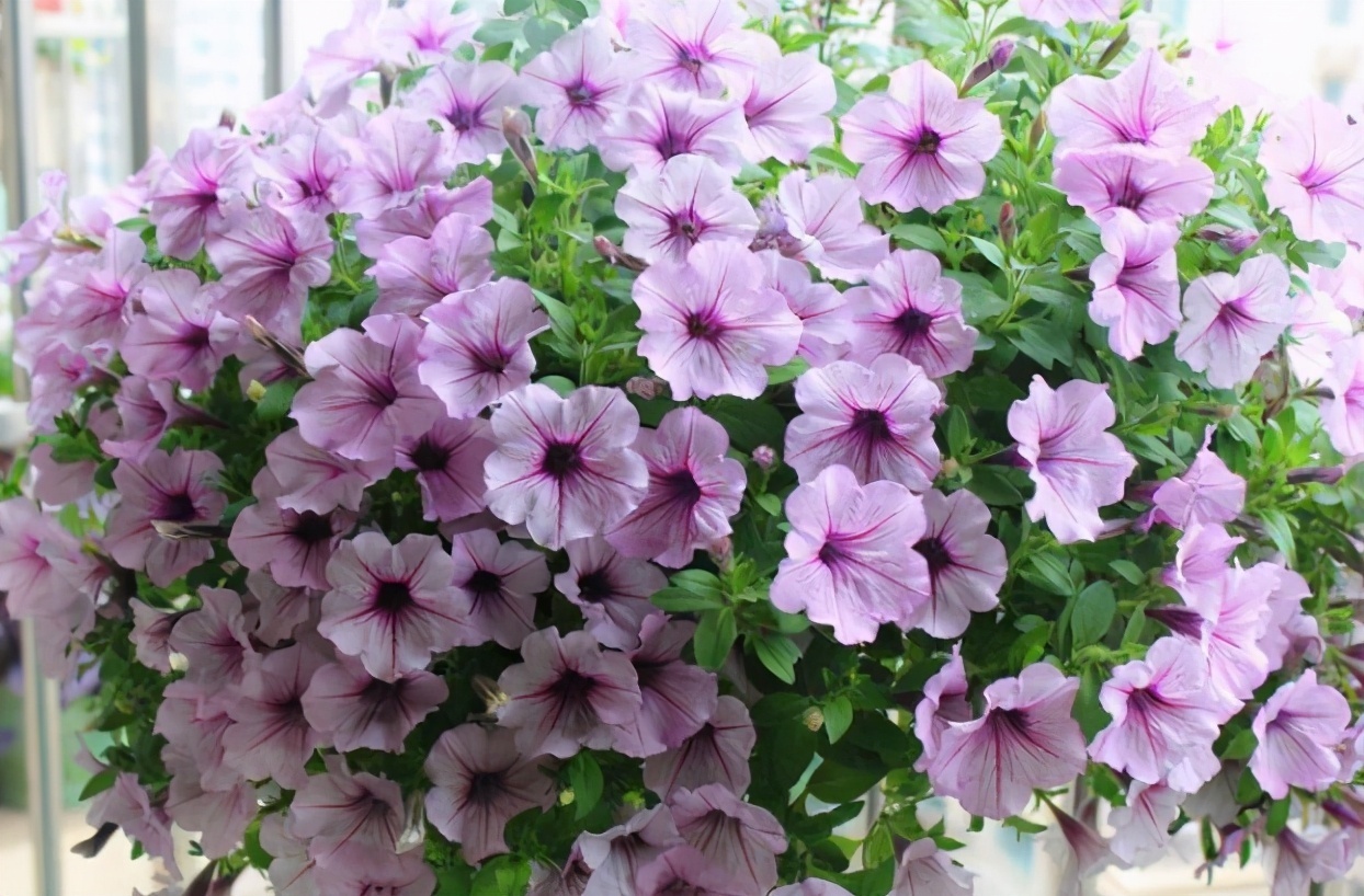 花草|花草为什么要“打顶”打顶有两个好处，掌握技巧才能爆盆