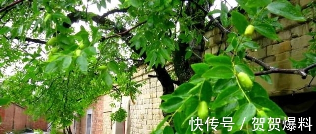 家有五树,儿孙都富!有院子建议栽5种树,看花,收果,寓意吉利