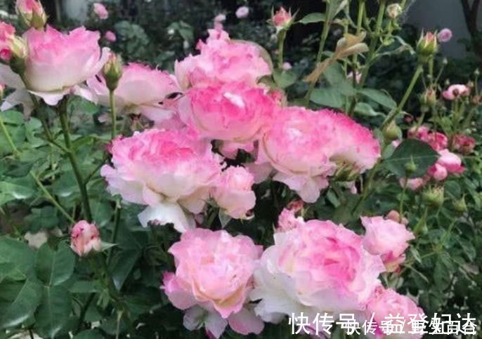 漂亮|这种花很耐养,沾土就能活,谁见了都喜欢,花朵漂亮,花开旺!