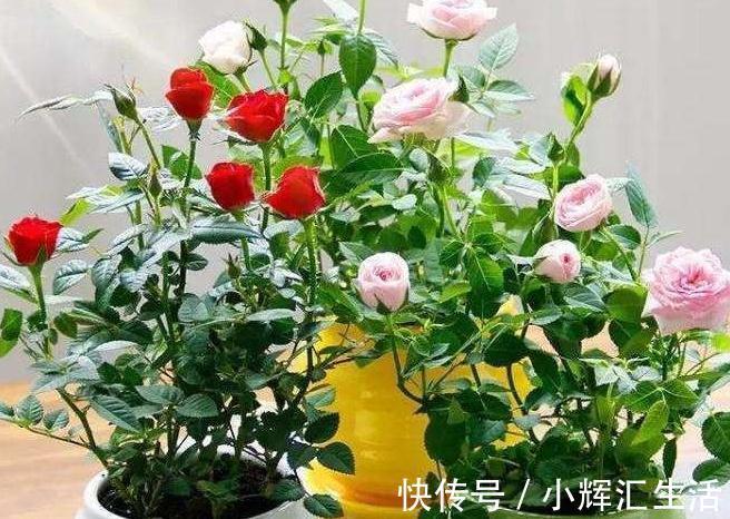 想要植物开花多,花色艳,2种垃圾扔盆里,效果十分显著