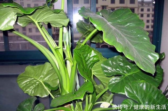 这几种花室内不能养,家里有的尽快搬走,别拿安全开玩笑!