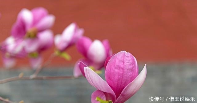 有院子就种4种树,老祖宗留下的“顺口溜”,不是没有道理