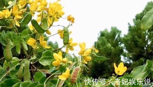 排毒|想长寿得会吃,推荐吃以下4种食物,排毒养颜,美白肌肤