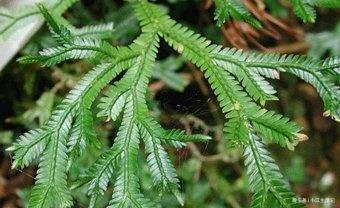 风湿|路边一种“龙骨草”,农民不知何用,却是不要钱的治“风湿”良药