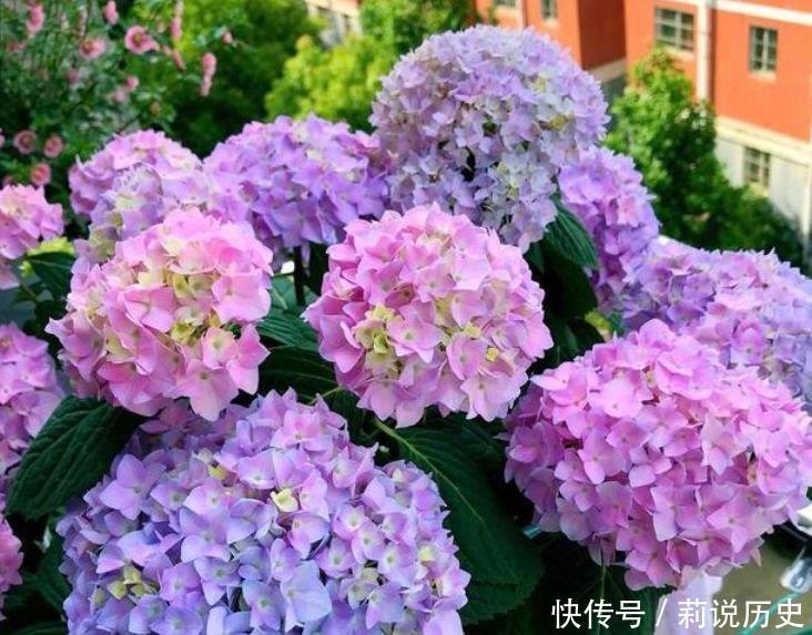 4种花养家里,开花一片,花团紧簇,养在家里人人羡慕!