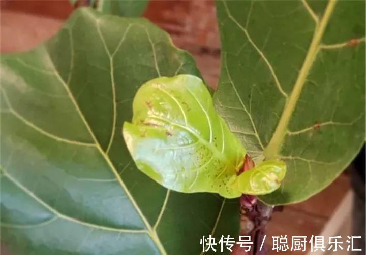 这棵守家树，摆客厅长2米高，霸气又镇宅