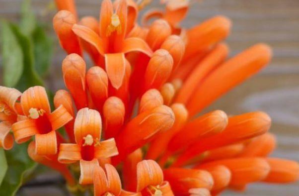 几种花漂亮又好养,长得高大叶片大,颜值超高的