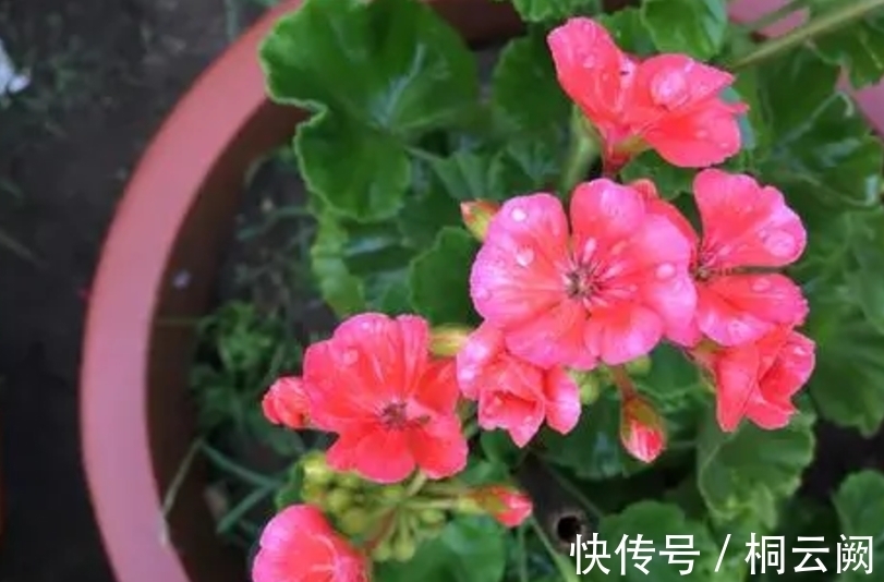 这4种植物虽适合园艺新人练手,但想养好,却需掌握住浇水的诀窍