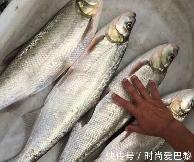 石油|这4种鱼尽量少吃,或含有甲醛和重金属,不妨来了解一下