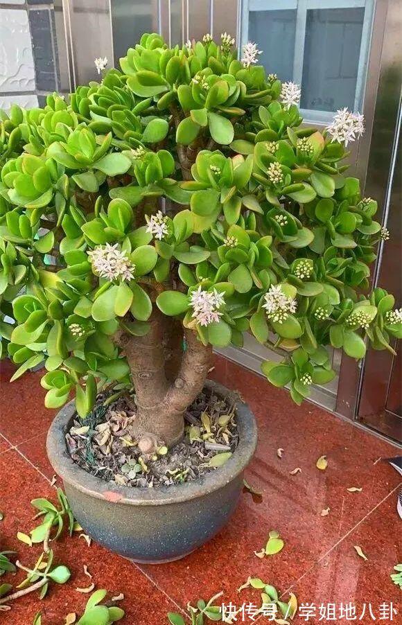 6种“懒人花”,堪称“不死花”,养成老桩几十年,旺家又值钱