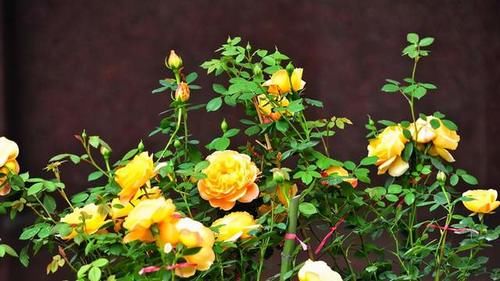 分享可以在阳台栽培的十一种藤本月季，随便一种都能让你满意