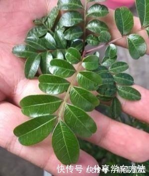 这3种花越养越旺，摆在家里很惬意，精致小巧老桩更值钱！