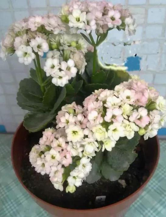 盆栽|夏季盆栽长寿花,重点注意这2方面,秋冬方能蹭蹭花开爆满盆