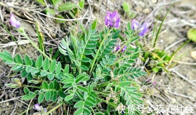 农村|人称“小米口袋”根似人参,乡下小孩都吃过,如今却少人识