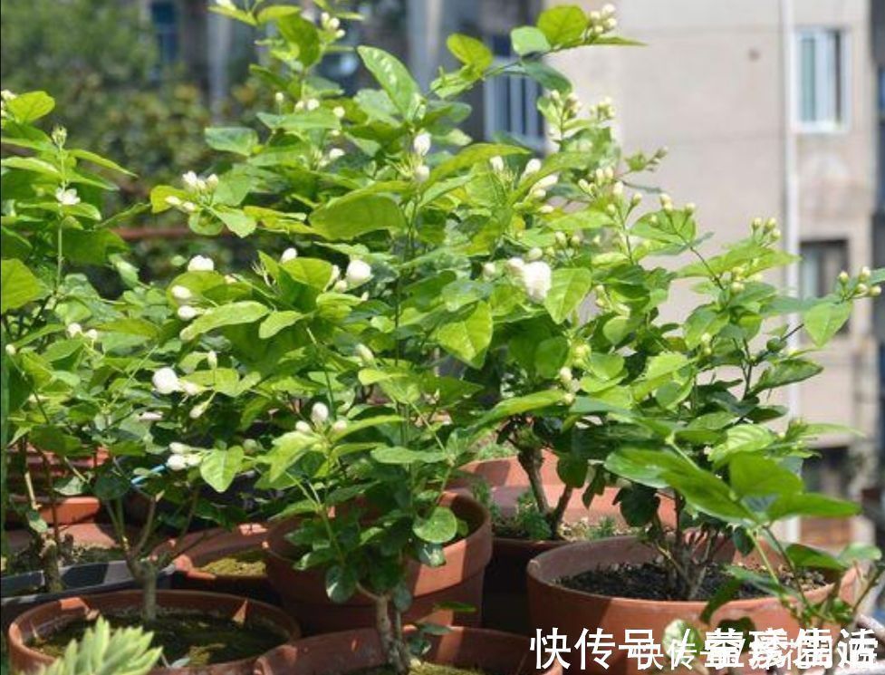 黄化病|3种喜酸性的花,容易出现黄叶子,要勤浇“酸水”