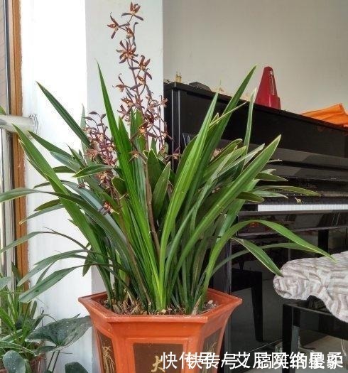 养花|家里养花，就选这几种，一年四季不用管，给点阳光就开花