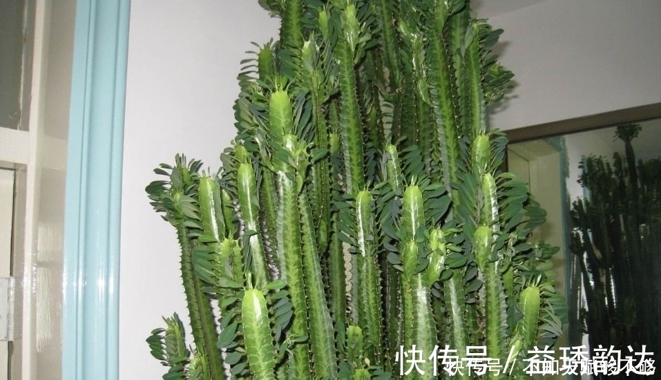 龙骨为什么可以“镇宅”原因只有3点,点点“合人心意”