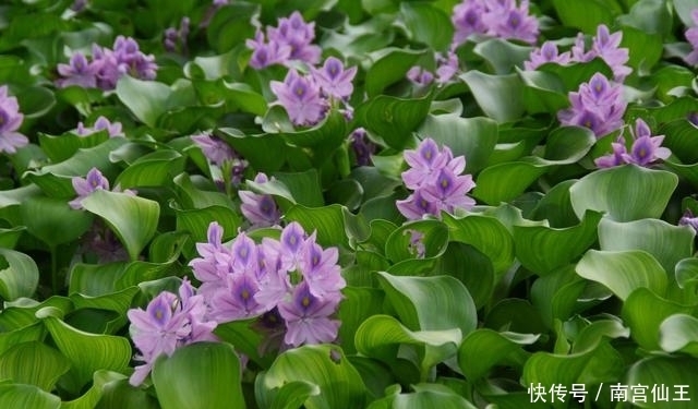 水葫芦|农村这5种野花太漂亮，能当美食能入药，农村孩子看看你还记得吗