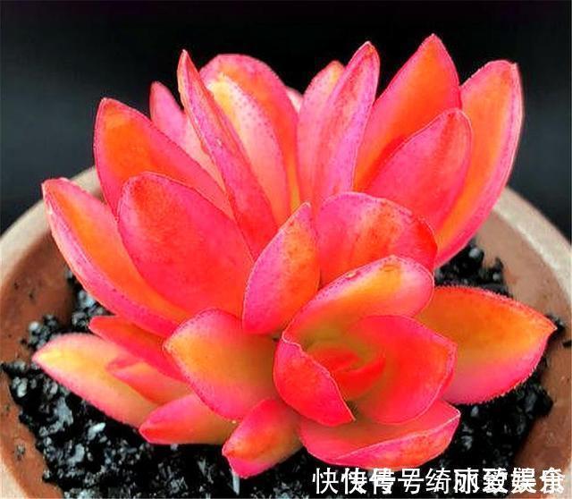 悬崖状|喜欢多肉就选这1款,火红喜庆颜值高,只要4招,养成垂吊悬崖桩