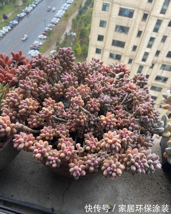 花土|多肉植物用施肥吗?秋天撒点缓释肥,有了肥料,多肉长得快