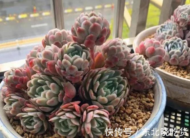 冬天怎么养护多肉冰梅容易出状态,掌握3个方法即可