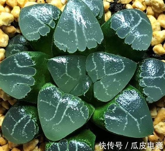 20种多肉推荐给大家,美图美肉,那种多肉你最喜欢