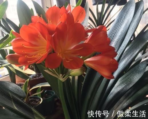 “树皮”放盆里兑水，变成“营养液”，给花卉浇1勺，冒白根